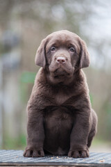 Obraz premium Cute little labrador retriever puppy