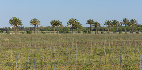 Vignes et palmiers (Hyères)