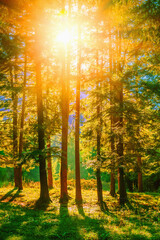 Summer landscape with green forest, and blue sky in bright sunny day. Vertical image.