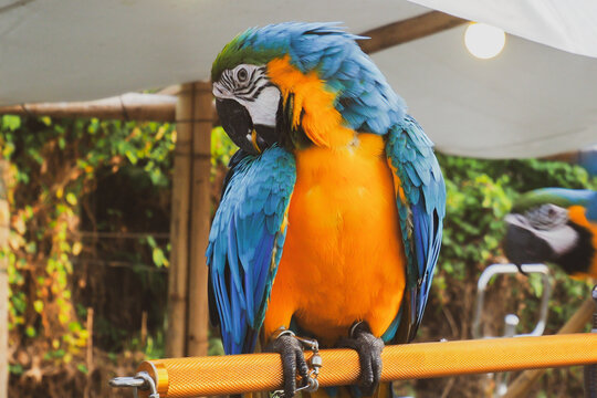 Macaws are birds in the family Psittacidae. Macaws are large birds in the hook-bill family. They are very popular because of their beautiful colors.
