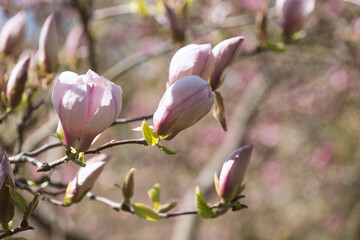 magnolia rosea blooms in spring