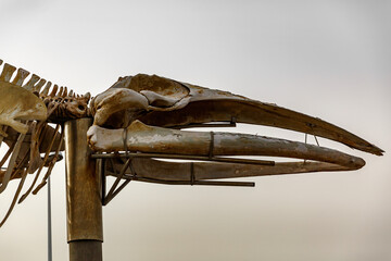 Rhe head of real skeleton of a large whale.