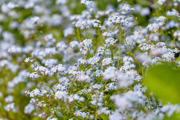 Obraz premium Flower of forget me not, Myosotis