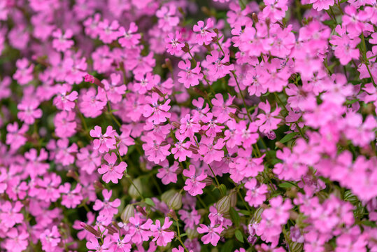 Pink flowers of the Silene pendula