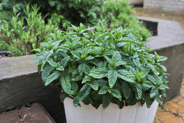 close-up of a mint plant growing outdoors in a white flower pot