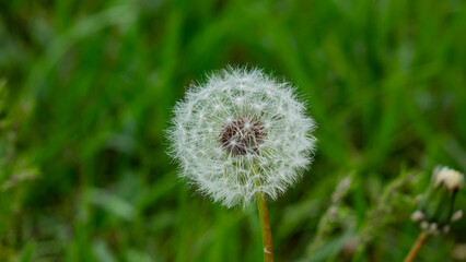 Nature, plants and flowers.