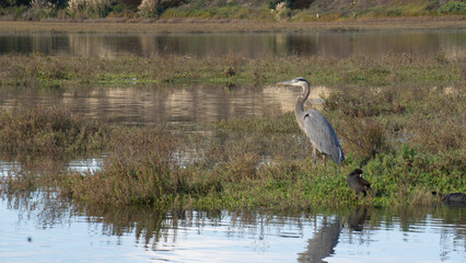 great blue heron