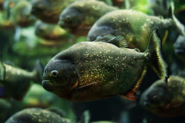The Amazon is a predatory piranha fish among the algae. A flock of angry hungry fish swims.