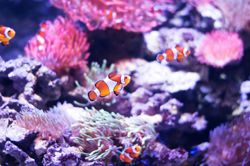 Fototapeta na wymiar Clownfish or anemonefish is marine fish live in the coral reef under the sea. Swimming In Aquarium.