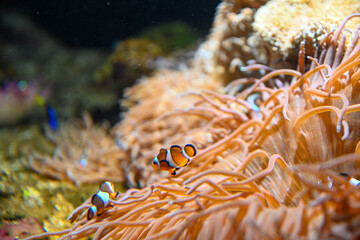 Naklejka na ściany i meble Close-up clownfish around coral underwater in aquarium