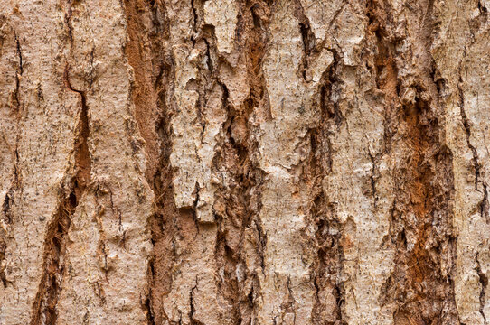 Textured background of wooden tree