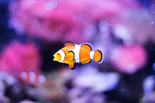 Clownfish Amphiprion Nude swimming in an aquarium at the zoo