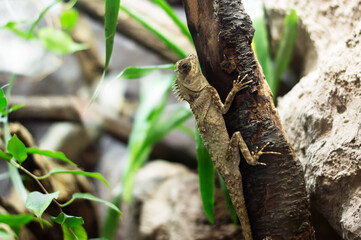 A lizard on tree trunk looks for some insects