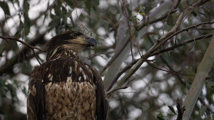 bald eagle juvenile