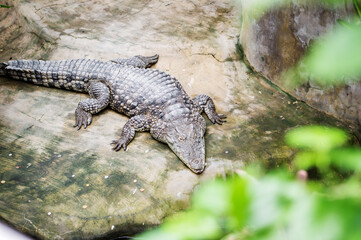 A closeup of the crocodile lying on the stone in the zoo