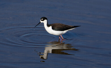 black necked stilt