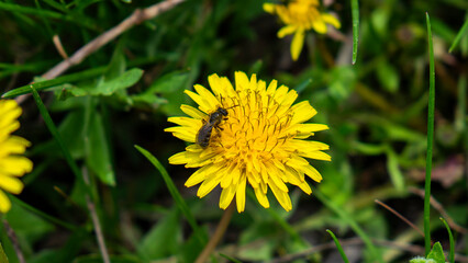 Wasp.
