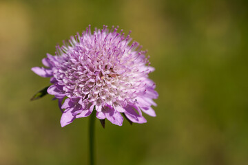 Sweet Scabious (Sixalix atropurpurea)