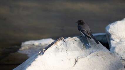 phoebe perching on a rock