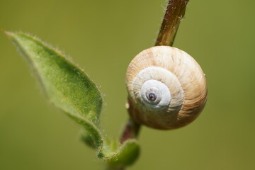 White Garden Snail (Theba pisana)