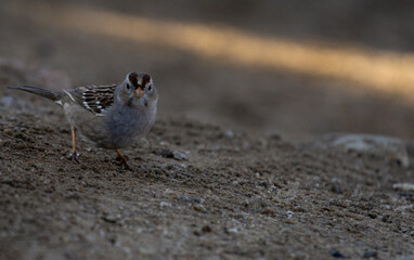 white crowned sparrow