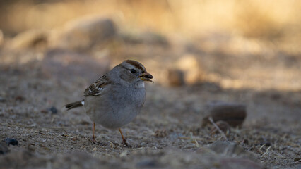 white crowned sparrow