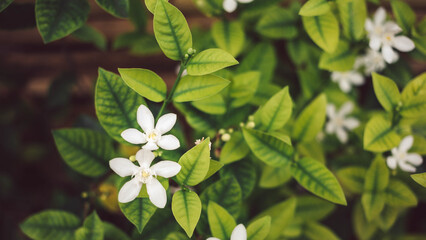 Background murraya paniculata flower or white flower