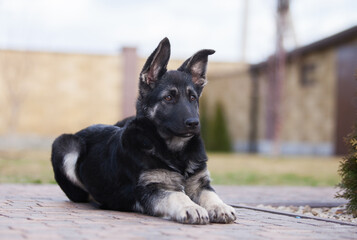 Little shepherd puppy future protector