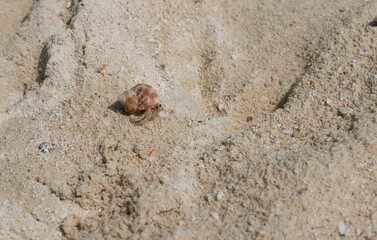 Hermit crab is roaming on the beach of Ko Mai Phai, Krabi, Thailand