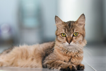 Obraz premium Close-up of a brown tabby lying on the floor looking at the camera intently.