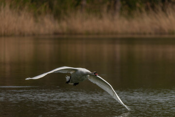 Flying swan over pond near Ostrava city