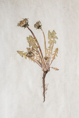 herbarium, sheet of paper with a pressed plant Taraxacum officinale the dandelion