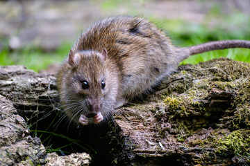 Naklejka premium Bruine rat - Brown rat