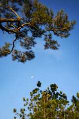 Long pine leaves and branches contrast with the blue sky and the moon.