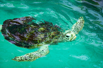 Sea turtle nursery for conservation, to increase the chances of survival of our rare marine creatures.