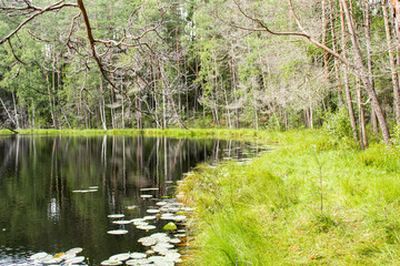 Fototapeta premium ecological tourism. Lake Mertvoe, Narochansky National Park, Blue Lakes Ecological Trail, Belarus, Minsk Region. 