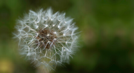 Common dandelion fruits on green blurred background. The soft and slightly silvery fruits vibrate...