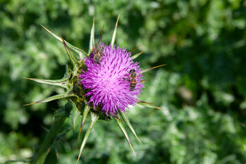 Close up of a purple thistle (Silybum marianum) in a field in Greece ,with bees on.  selective focus. sunny day