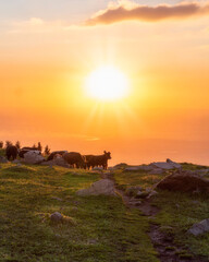 Fototapeta na wymiar Cows and a hiking man in the green mountains in sunset