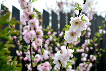 Beautiful Pink Sakura flowers, cherry blossom during springtime against blue sky, toned image with sun leak. High quality photo