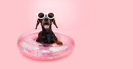 Happy dachshund puppy dog summer inside of an inflatable with sunglasses. Isolated on pink pastel...