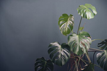 monstera next to the green wall
