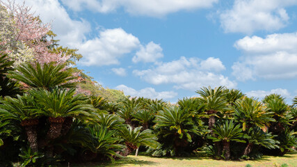 Fototapeta na wymiar Palm tree forest at Korakuen garden in Okayama, Japan