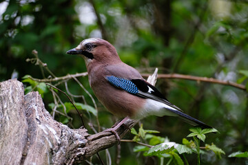 Gaai - Jay