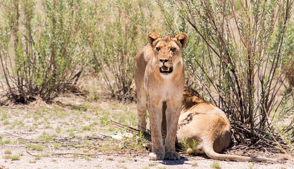 lions in the savannah watching