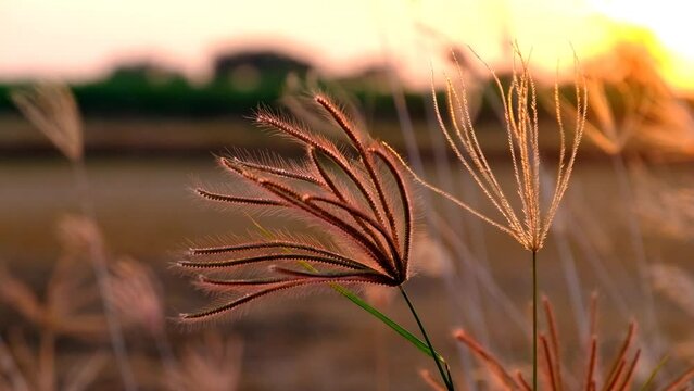 Beautiful Swollen finger grass (Chloris barbata) blows gently with soft sunset light.