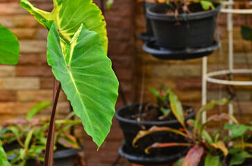 Beautiful colocasiea hybrid in gartden