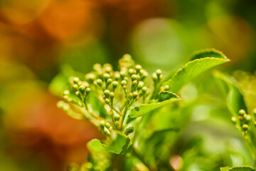 beautiful abstract background with flowers in blur dof.