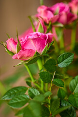 beautiful abstract background with flowers in blur dof.