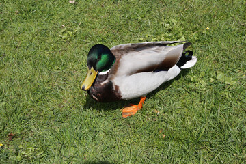 Stockente, Ente, Flugente, schwimmende Ente, Kellinghusen, Schleswig-Holstein, Deutschland, Europa  --
Mallard, Duck, Muscovy duck, Swimming duck, Kellinghusen, Schleswig-Holstein, Germany, Europe